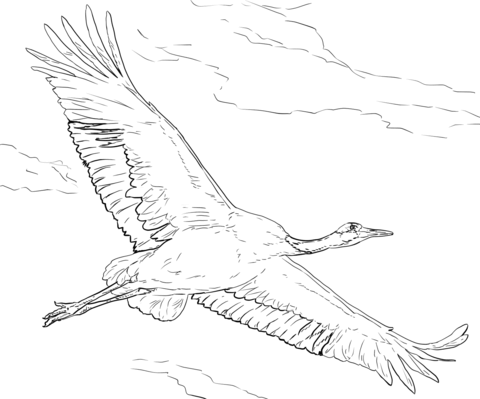 Red Crowned Crane In Flight Coloring Page